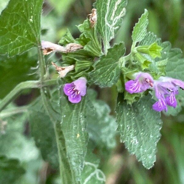 Ballota nigra Flower