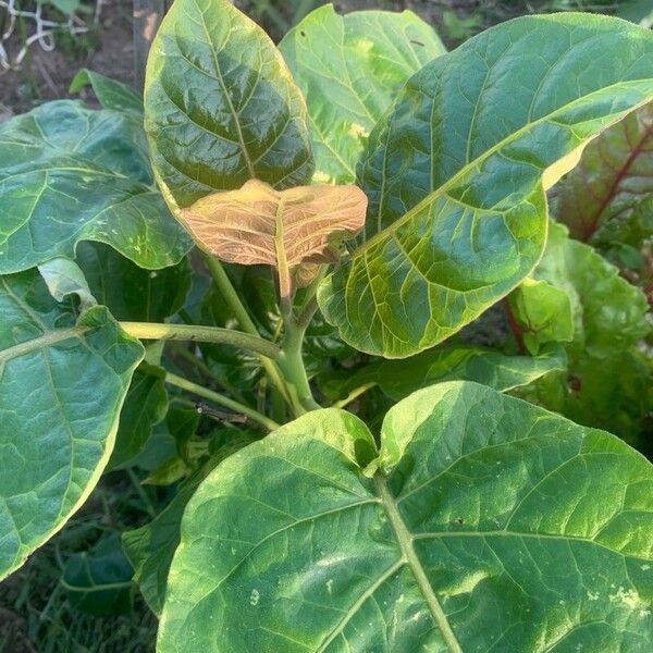 Solanum betaceum Blad