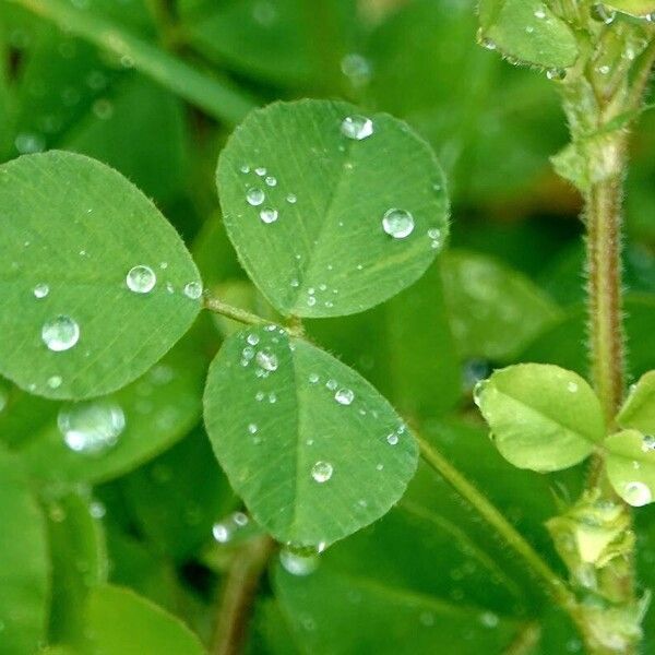 Medicago polymorpha Folha