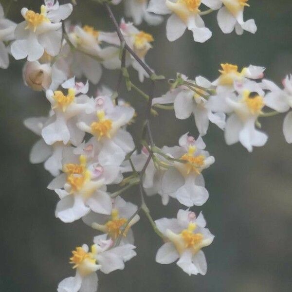 Phalaenopsis gibbosa Blomma