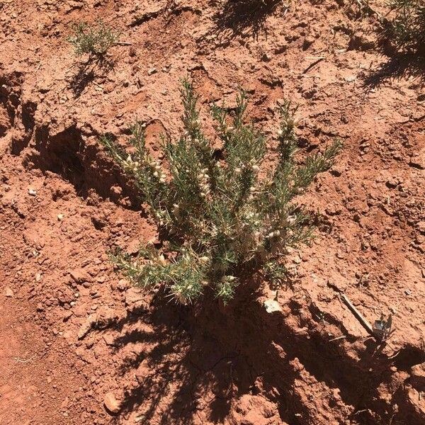 Astragalus armatus Fiore