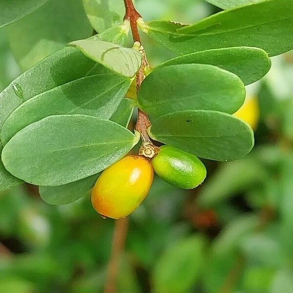 Wikstroemia indica ᱡᱚ