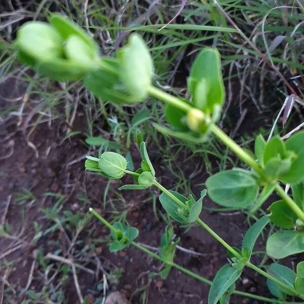 Justicia flava Blad