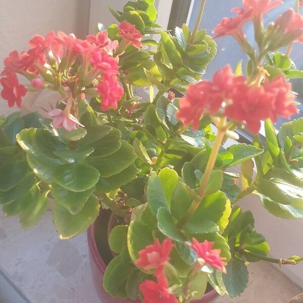 Kalanchoe blossfeldiana Õis