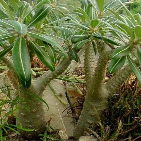 Pachypodium rosulatum Habit