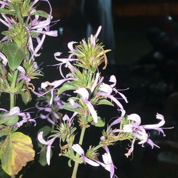 Hypoestes aristata Flors