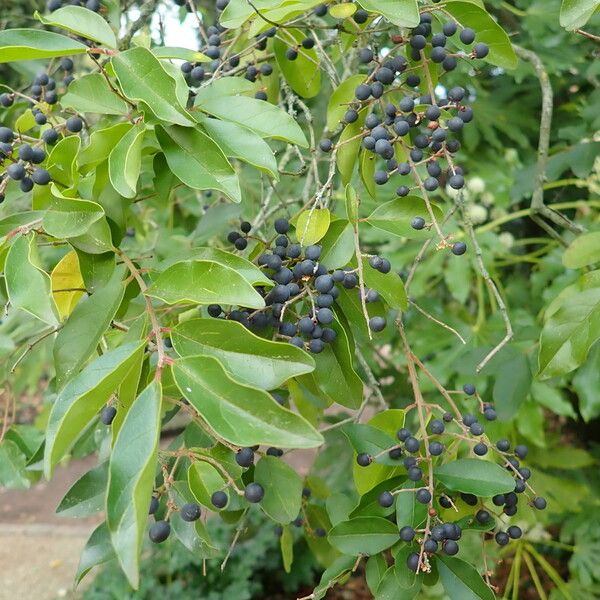 Ligustrum sinense Плод