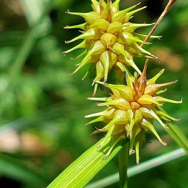 Carex flava Flower