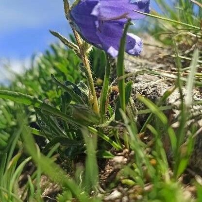 Campanula alpestris പുഷ്പം