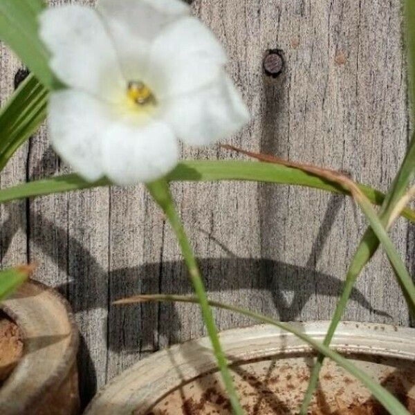 Eleutherine bulbosa Flor