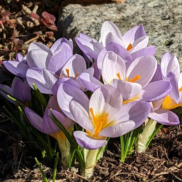 Crocus versicolor List