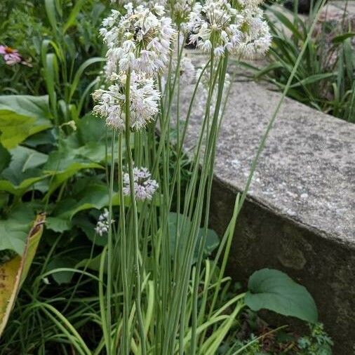 Allium cernuum Hostoa