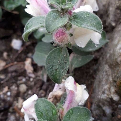 Antirrhinum hispanicum Hostoa