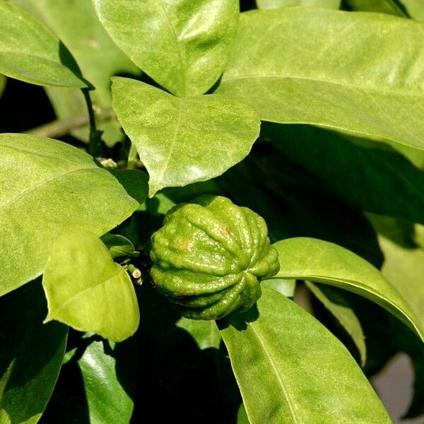 Citrus hystrix Blad