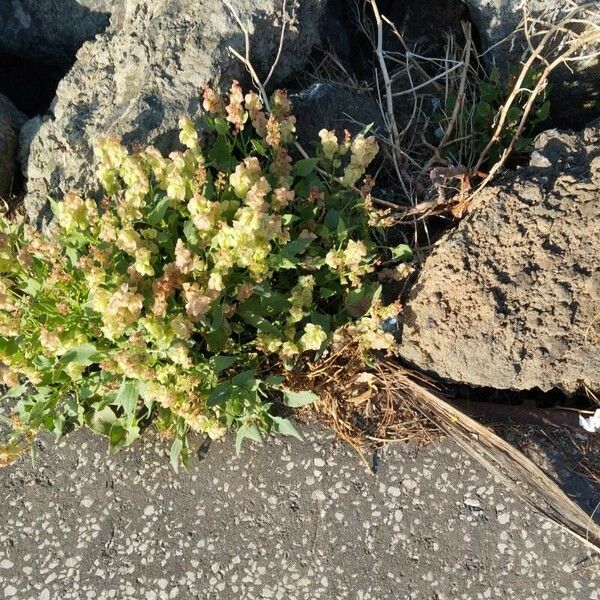 Rumex vesicarius Žiedas