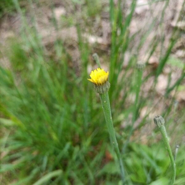 Arnoseris minima Flower