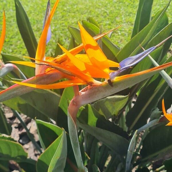 Strelitzia reginae Květ