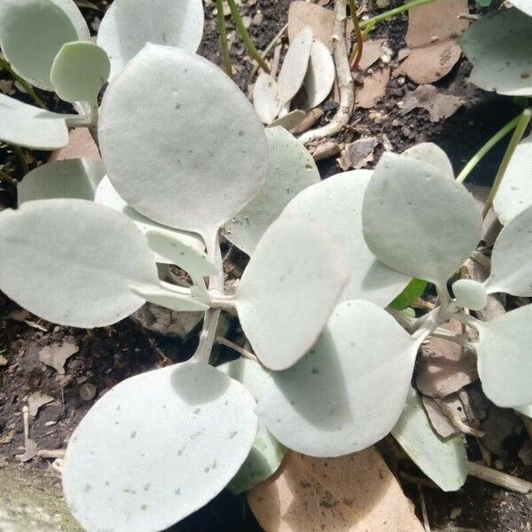 Kalanchoe bracteata Blatt