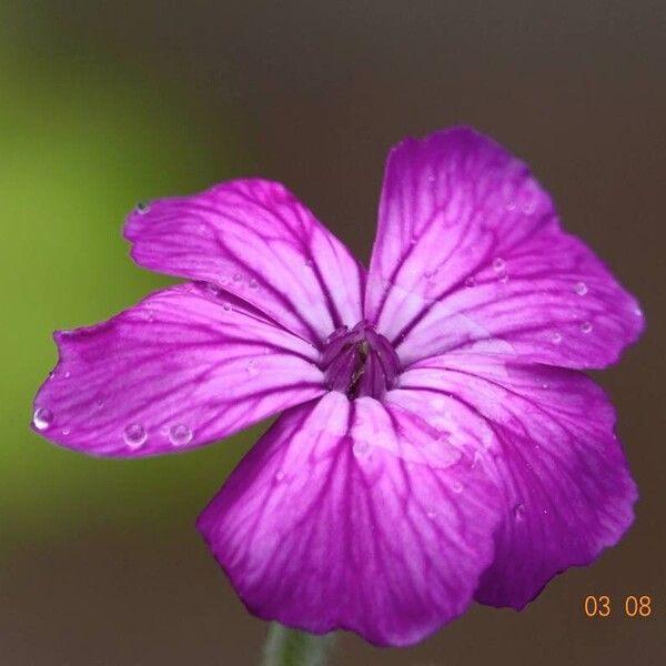 Silene coronaria Flower