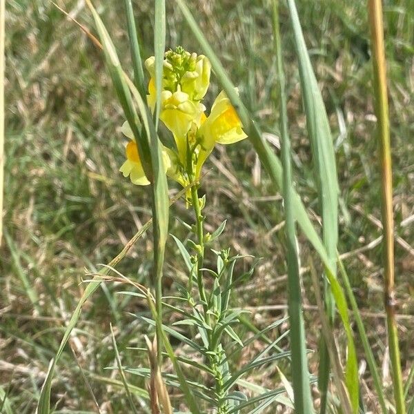 Linaria angustissima 花