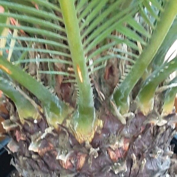 Cycas revoluta 樹皮