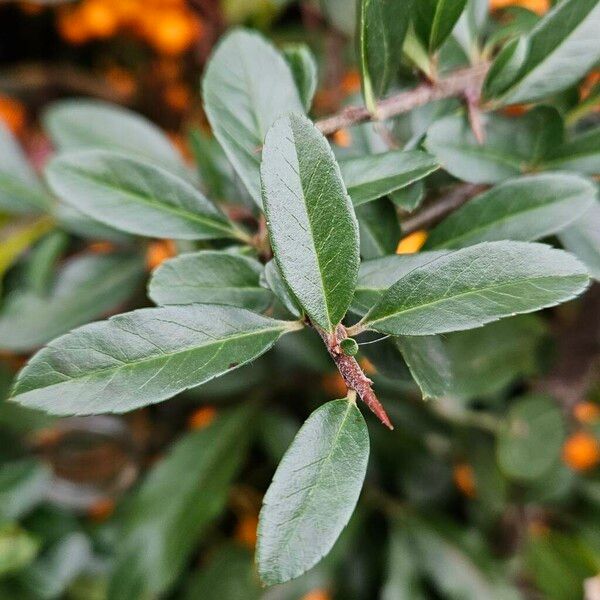 Pyracantha crenulata Leaf