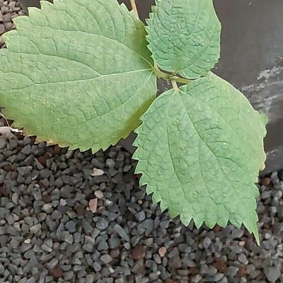 Boehmeria nivea Leaf