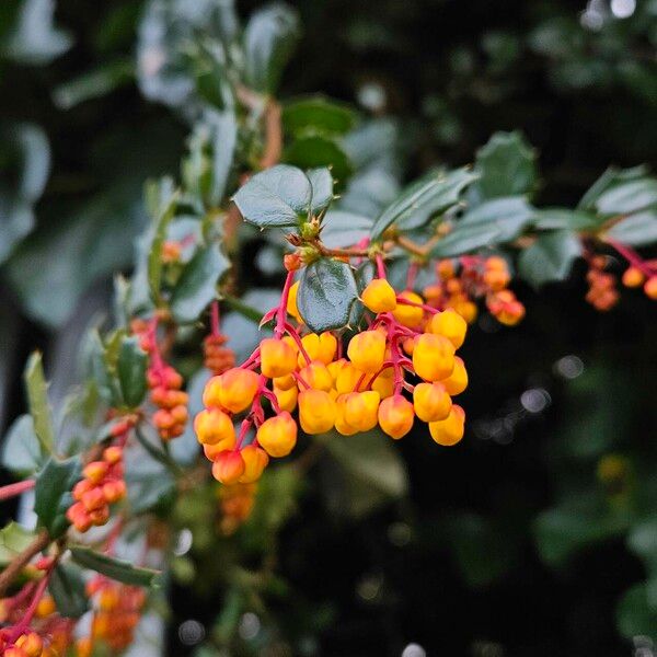 Berberis darwinii Virág