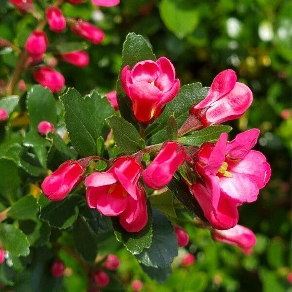 Escallonia rubra Blomma