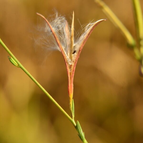 Epilobium brachycarpum 果實