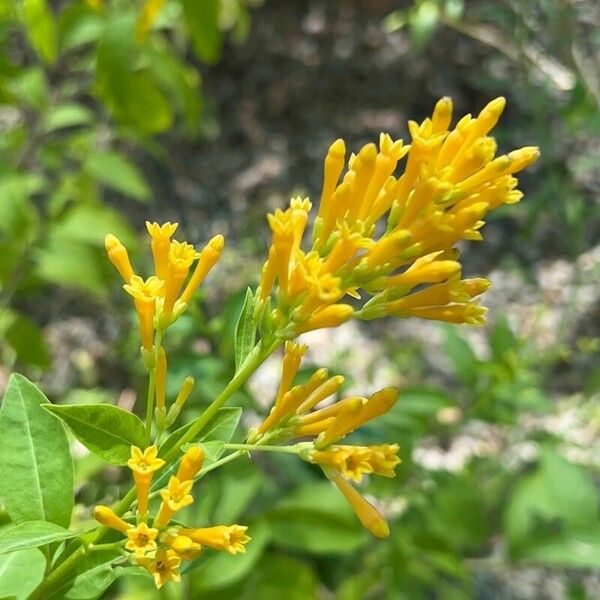 Cestrum aurantiacum Flower