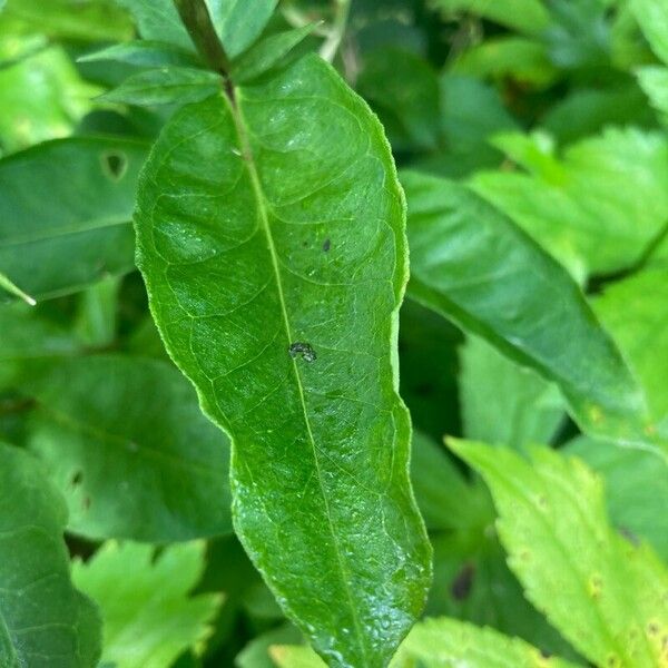 Phlox paniculata ഇല