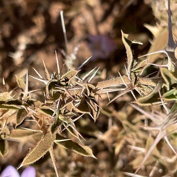 Barleria delamerei Blad