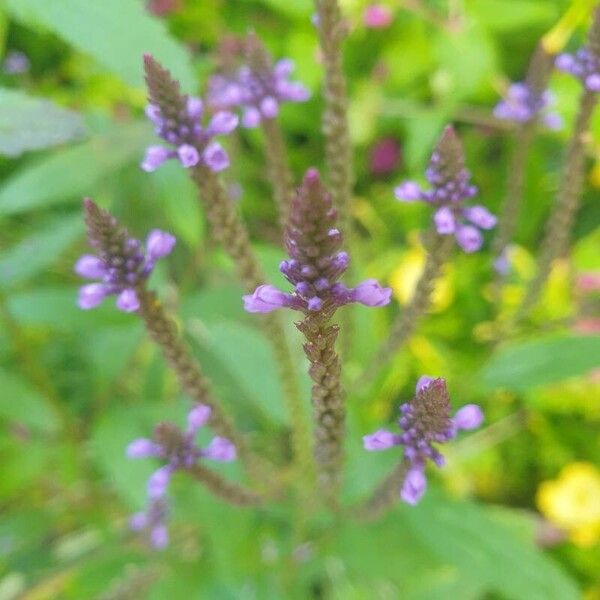 Verbena hastata പുഷ്പം