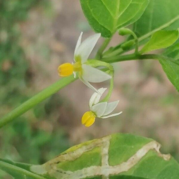 Solanum douglasii Blüte