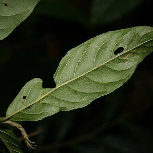 Ryania speciosa Leaf