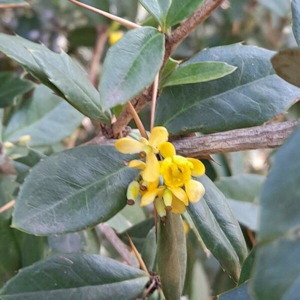 Berberis julianae Flor