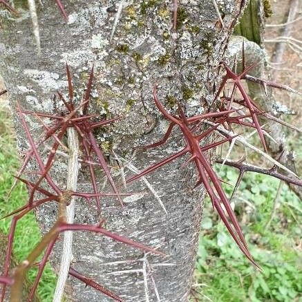 Gleditsia triacanthos പുറംതൊലി