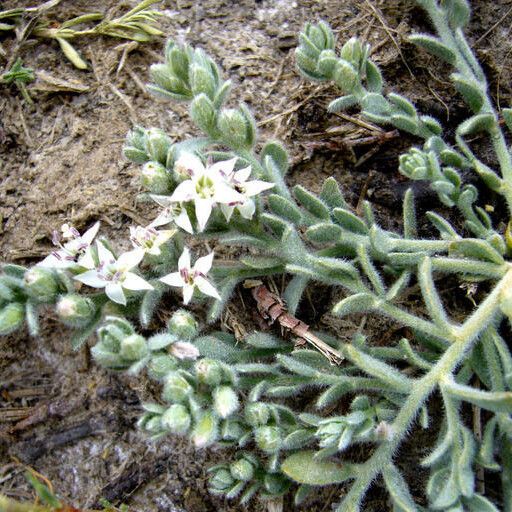 Cressa truxillensis ശീലം