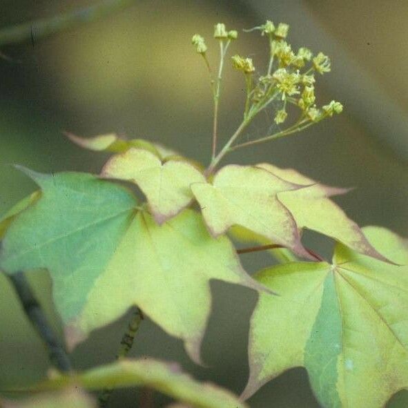 Acer cappadocicum Blatt