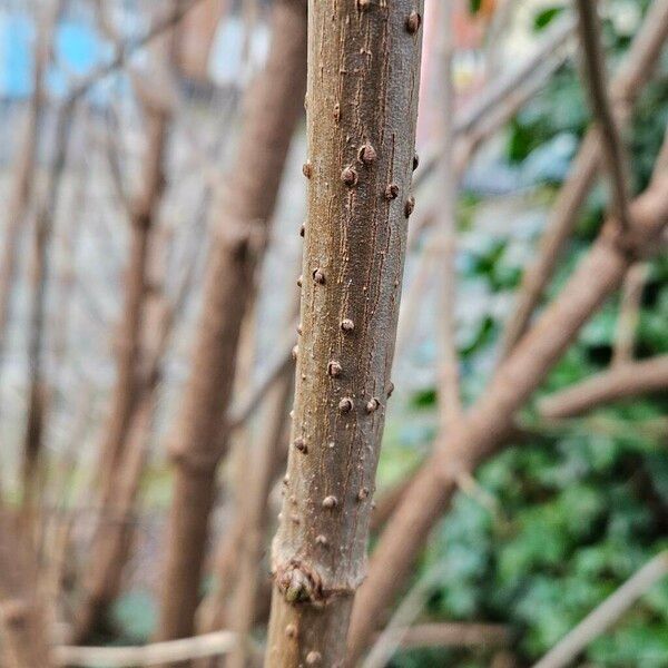 Sambucus canadensis Φλοιός