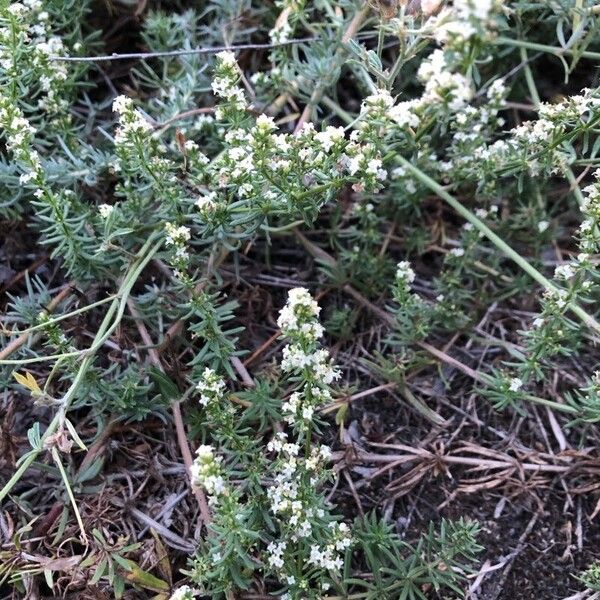 Galium humifusum Flower