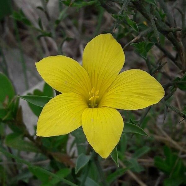 Linum campanulatum Žiedas