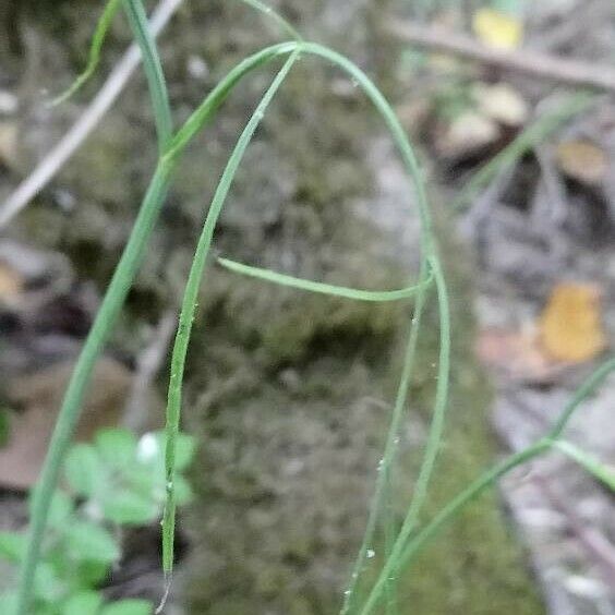 Oenanthe pimpinelloides Leaf