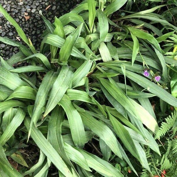 Zygopetalum maculatum List