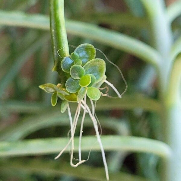 Kalanchoe delagoensis ഇല