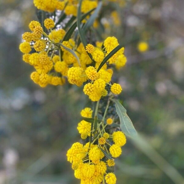 Acacia saligna Žiedas