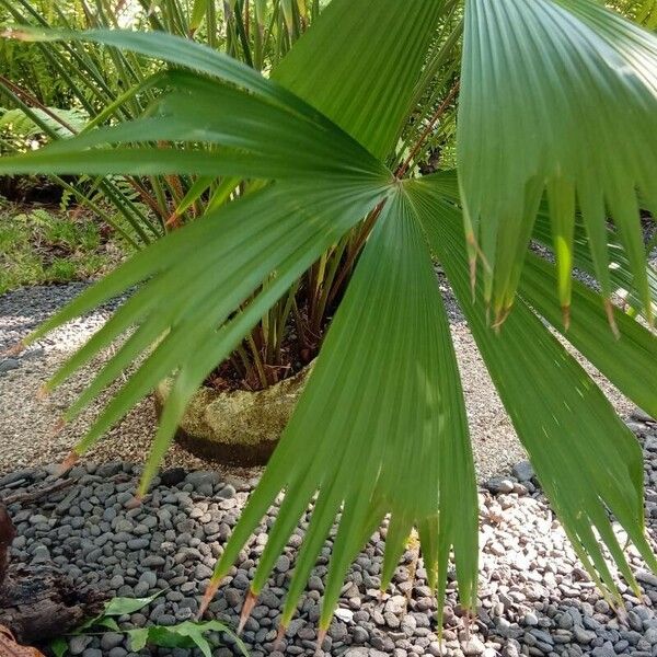 Carludovica palmata Leaf