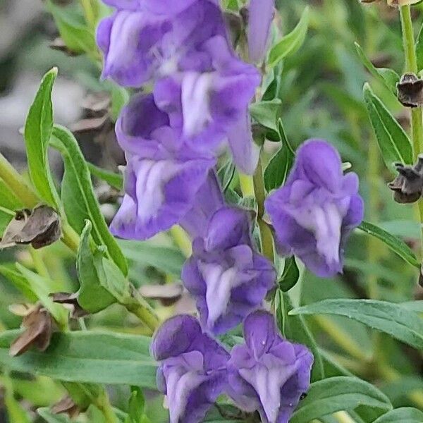 Scutellaria baicalensis Flower