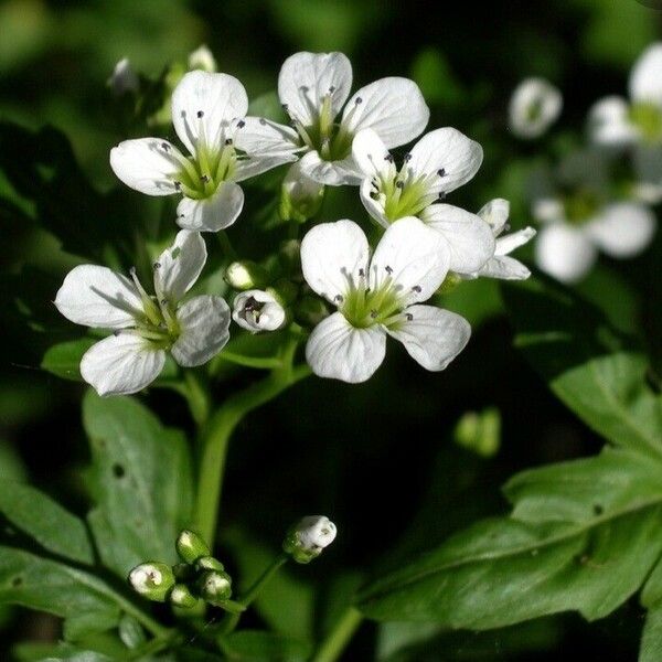 Cardamine amara Flower